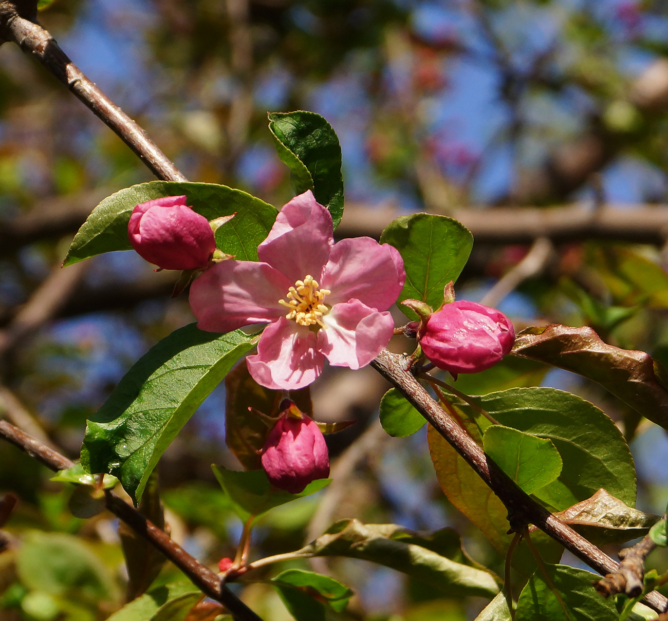 Image of Malus &times; purpurea specimen.