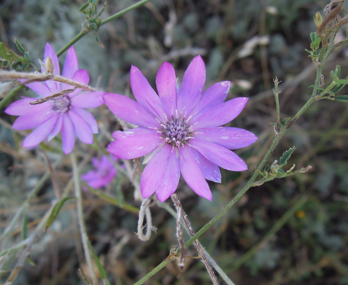 Image of Xeranthemum annuum specimen.