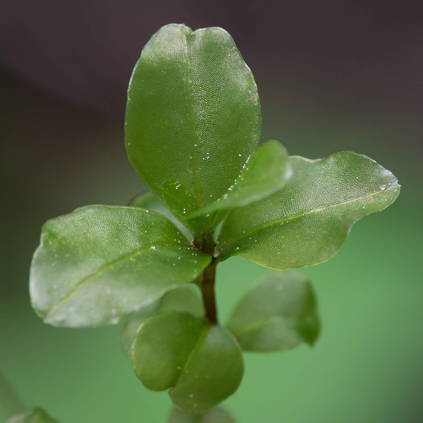 Изображение особи Rhizomnium punctatum.