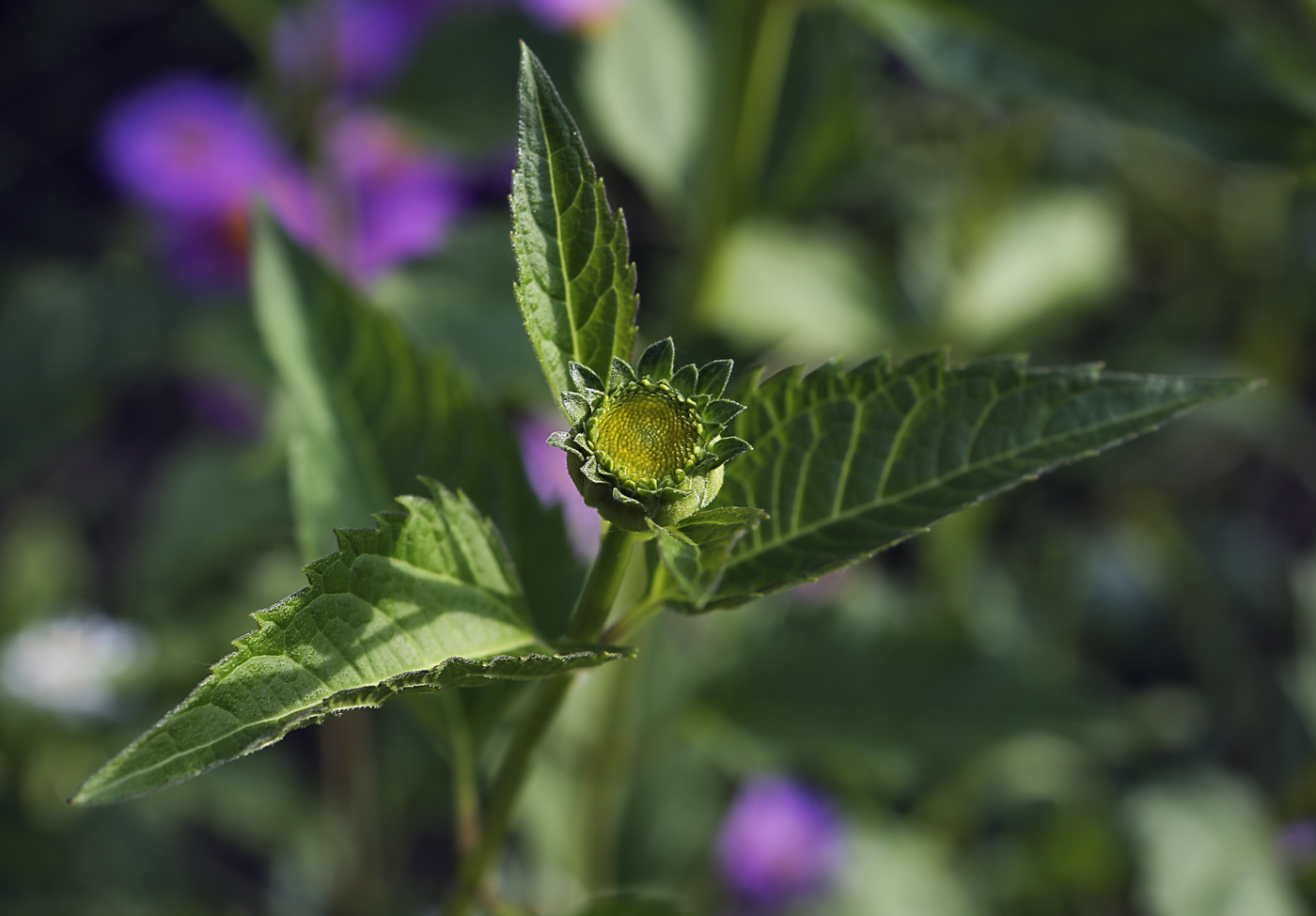 Image of Heliopsis helianthoides specimen.