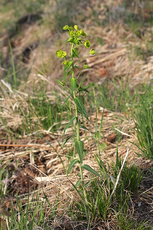 Изображение особи Euphorbia iberica.