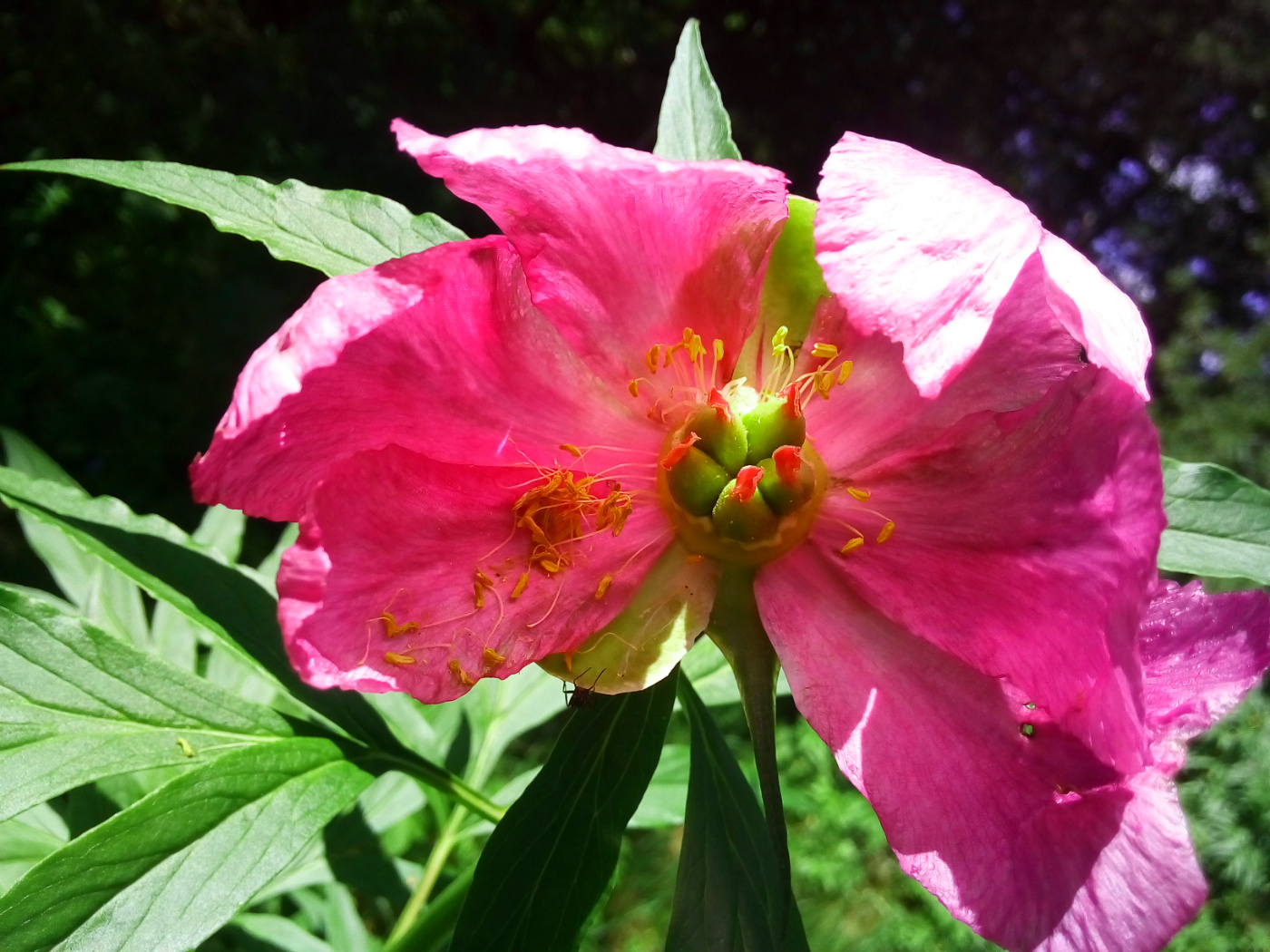 Image of Paeonia anomala specimen.