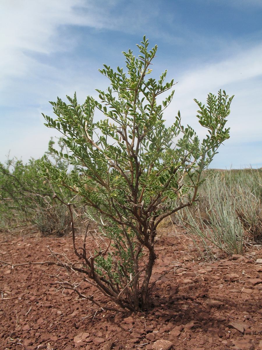 Image of Eversmannia subspinosa specimen.