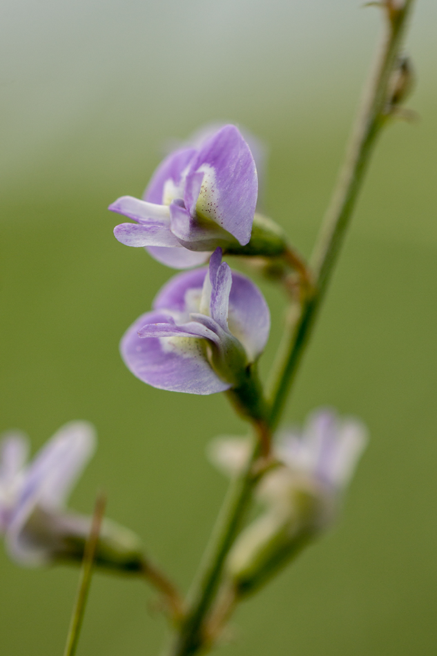 Изображение особи Astragalus austriacus.