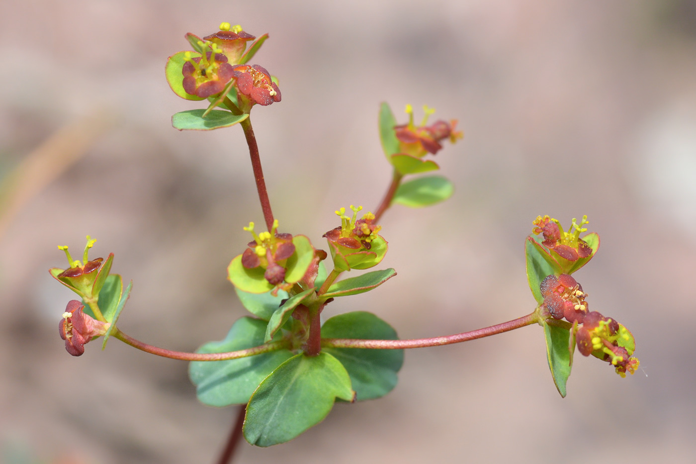 Image of Euphorbia pachyrrhiza specimen.