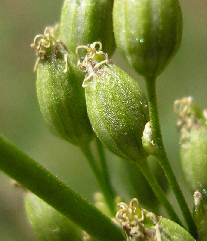 Изображение особи Silene chersonensis.