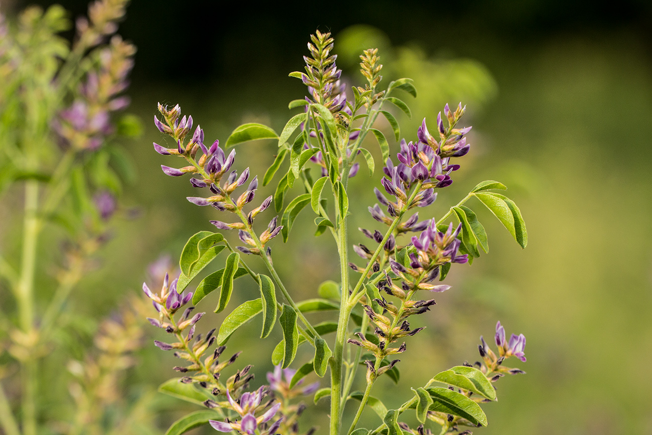 Изображение особи Glycyrrhiza glabra.