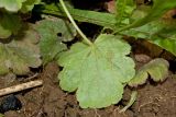 Heuchera sanguinea. Лист (абаксиальная сторона). Пермский край, пос. Юго-Камский, частное подворье, в культуре. 16 июня 2018 г.