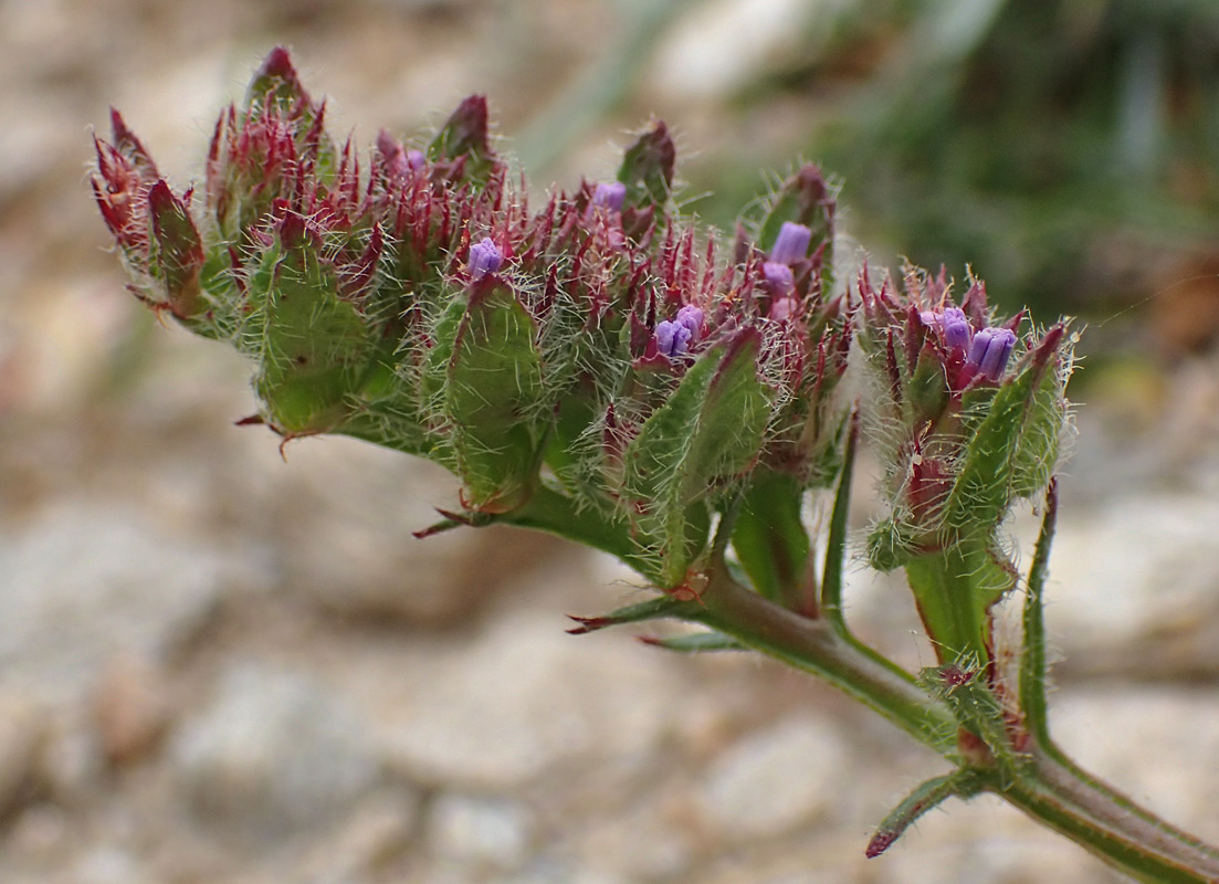 Изображение особи Limonium sinuatum.