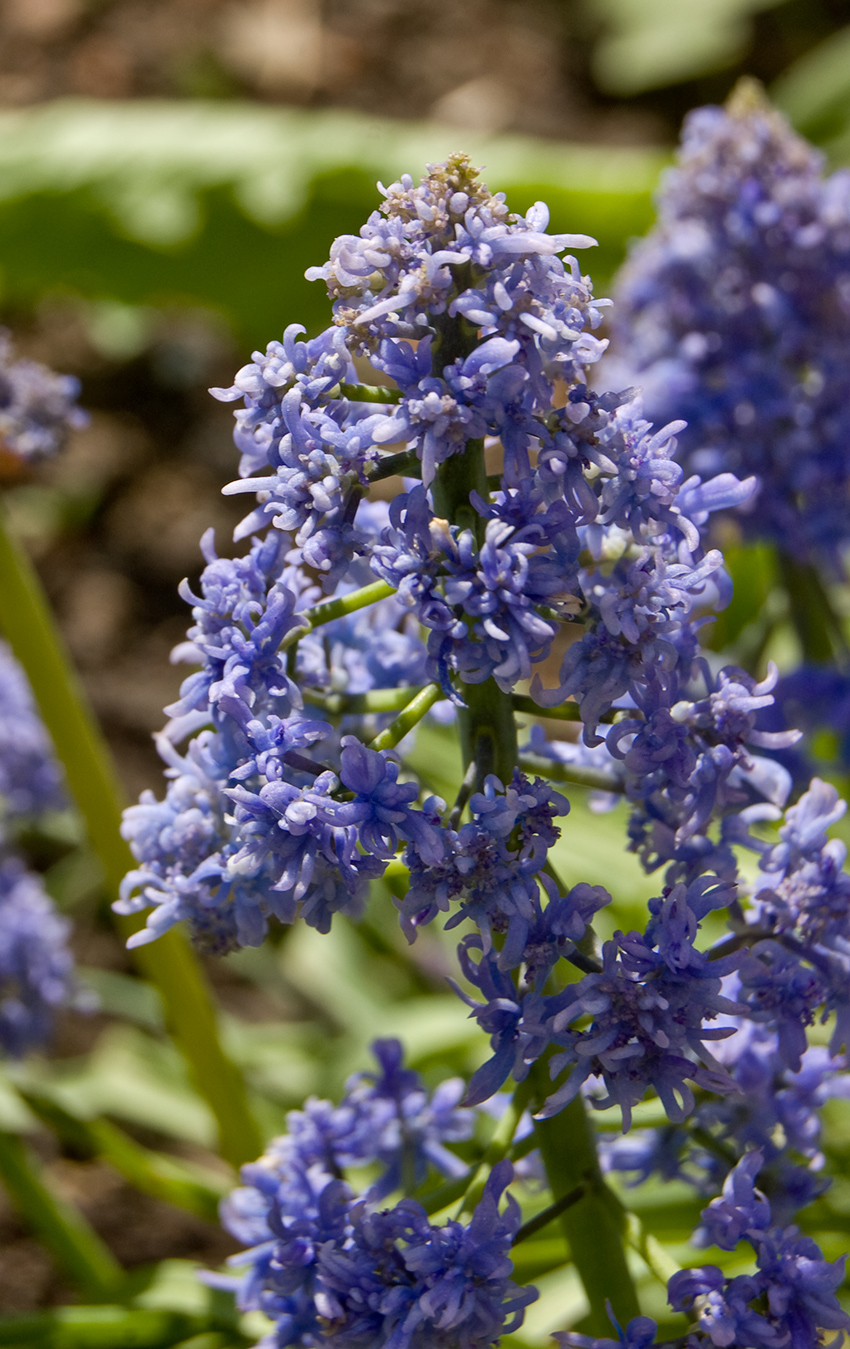 Изображение особи Muscari armeniacum.