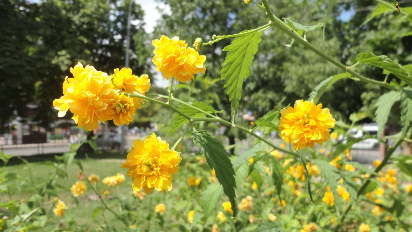 Image of Kerria japonica var. pleniflora specimen.