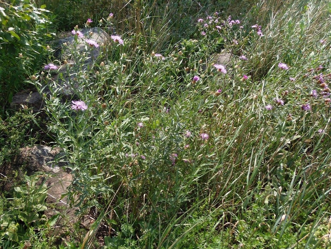 Image of Centaurea jacea ssp. substituta specimen.
