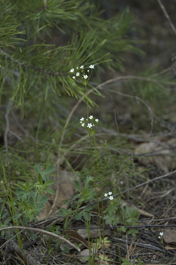 Image of Androsace septentrionalis specimen.