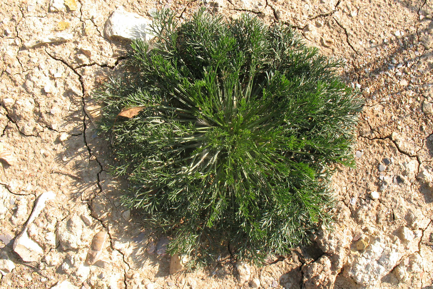 Изображение особи Artemisia campestris.
