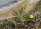 genus Potentilla. Цветущее растение. Крым, Керченский п-ов, Приазовье, Генеральские пляжи, каменистый приморский склон, в задернованной расщелине скалы. 17.06.2018.