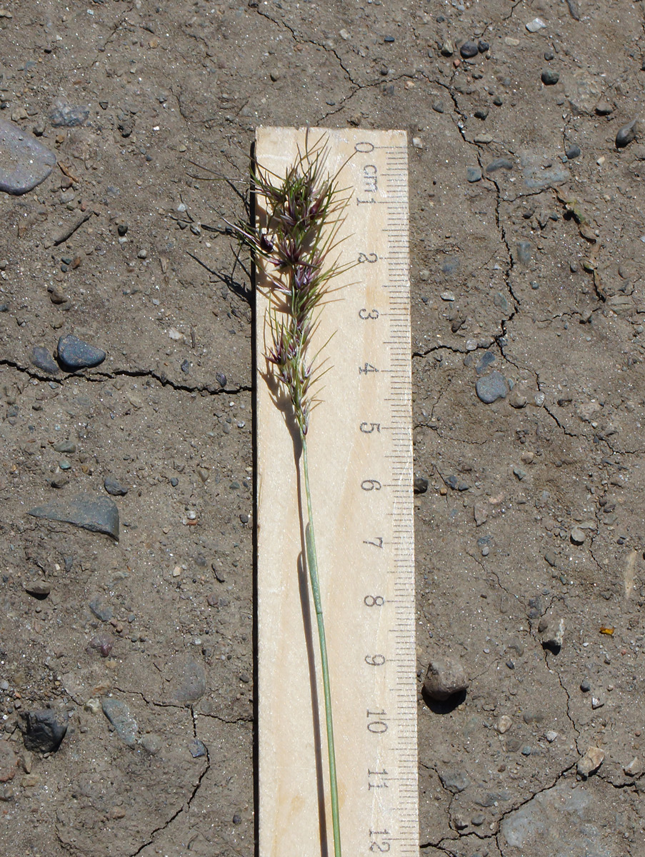 Image of Poa bulbosa ssp. vivipara specimen.