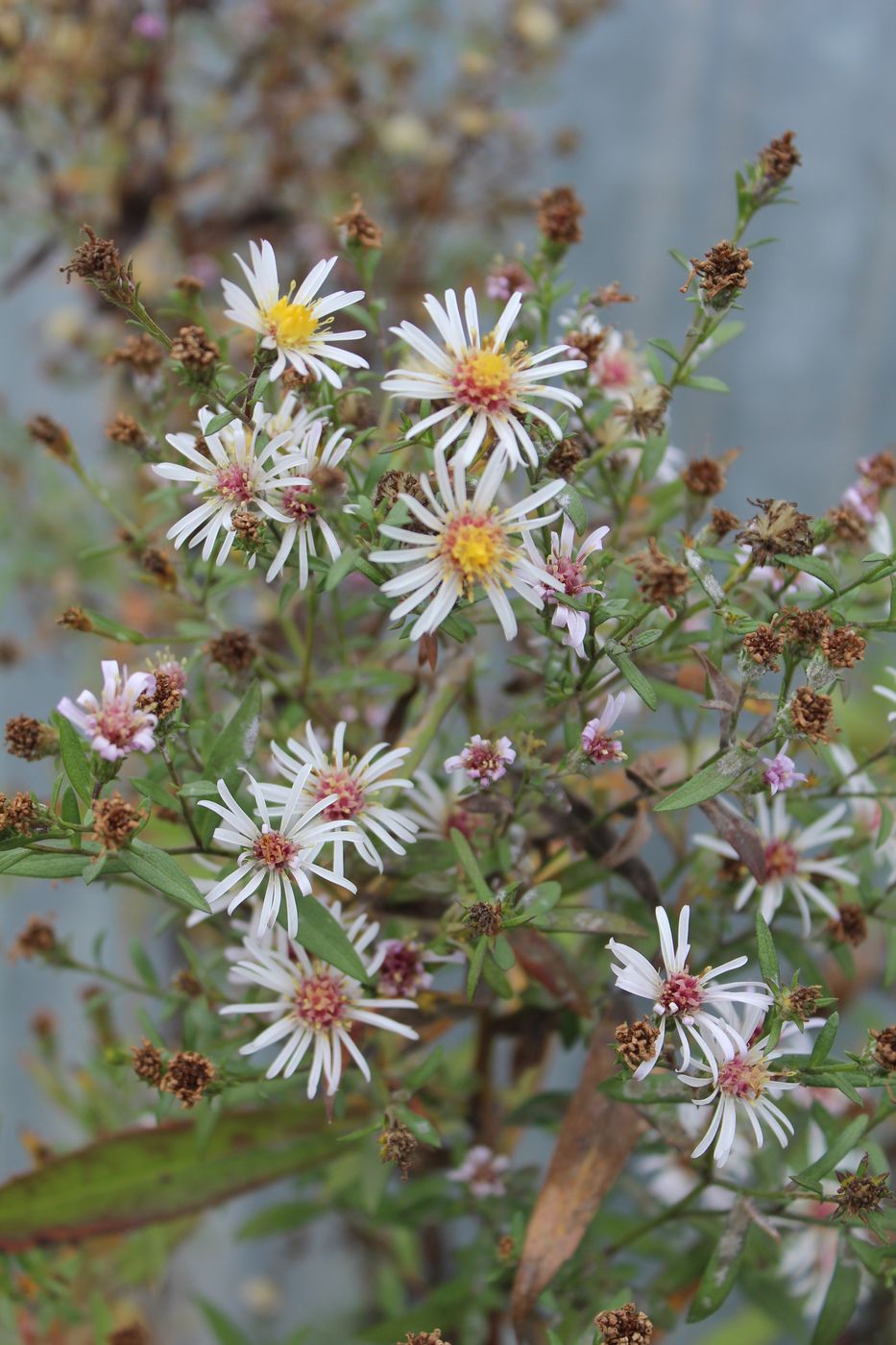 Изображение особи Symphyotrichum &times; salignum.