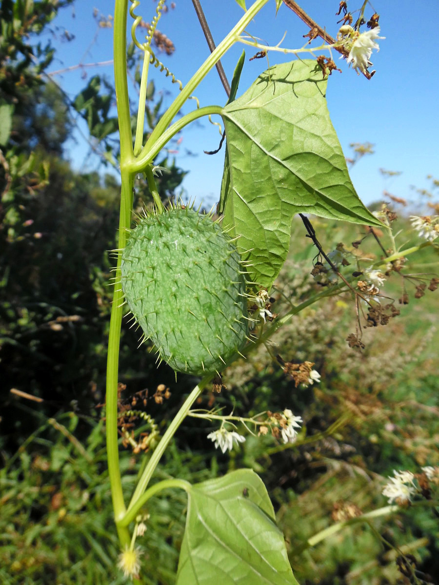 Изображение особи Echinocystis lobata.