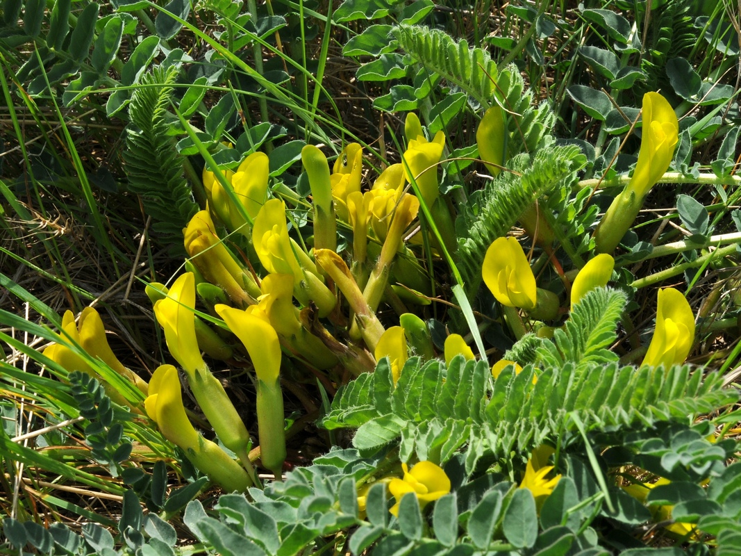 Image of Astragalus macronyx specimen.