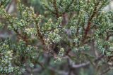 Juniperus foetidissima