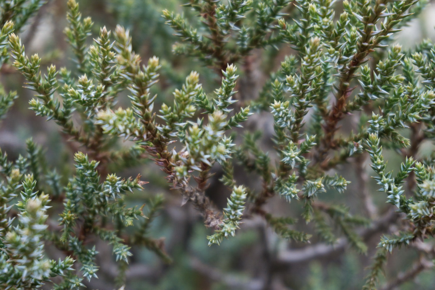 Image of Juniperus foetidissima specimen.