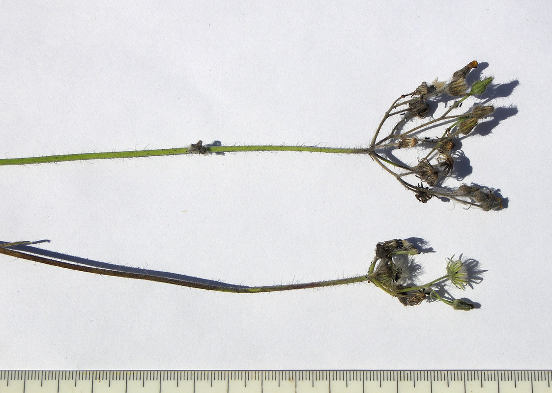 Image of Pilosella &times; auriculoides specimen.