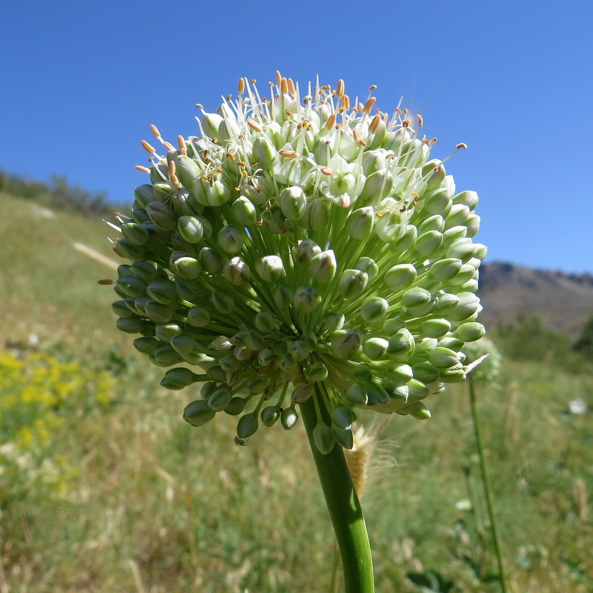 Изображение особи Allium drobovii.