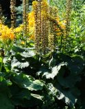 Ligularia