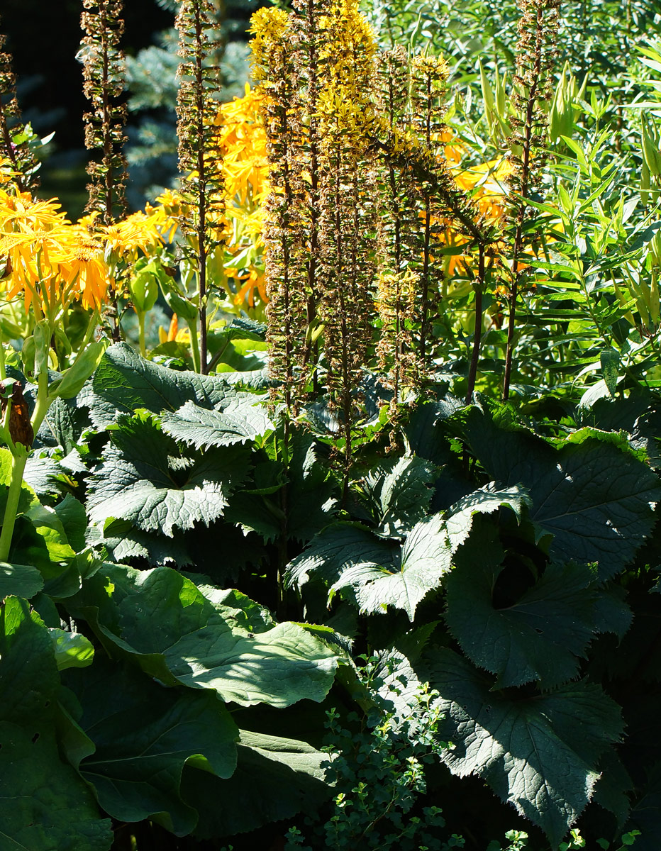 Image of genus Ligularia specimen.