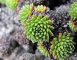 Saxifraga unifoveolata. Верхушка побега. Кабардино-Балкария, Эльбрусский р-н, долина р. Ирикчат, ок. 3300 м н.у.м., на камнях. 06.08.2018.