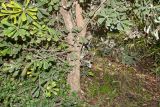 Banksia integrifolia