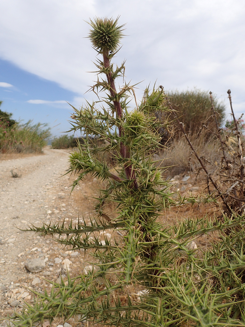 Image of Echinops spinosissimus specimen.