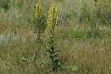 Verbascum lychnitis