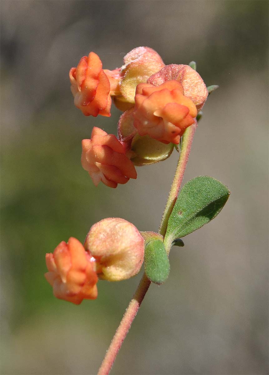Изображение особи Hermannia ternifolia.