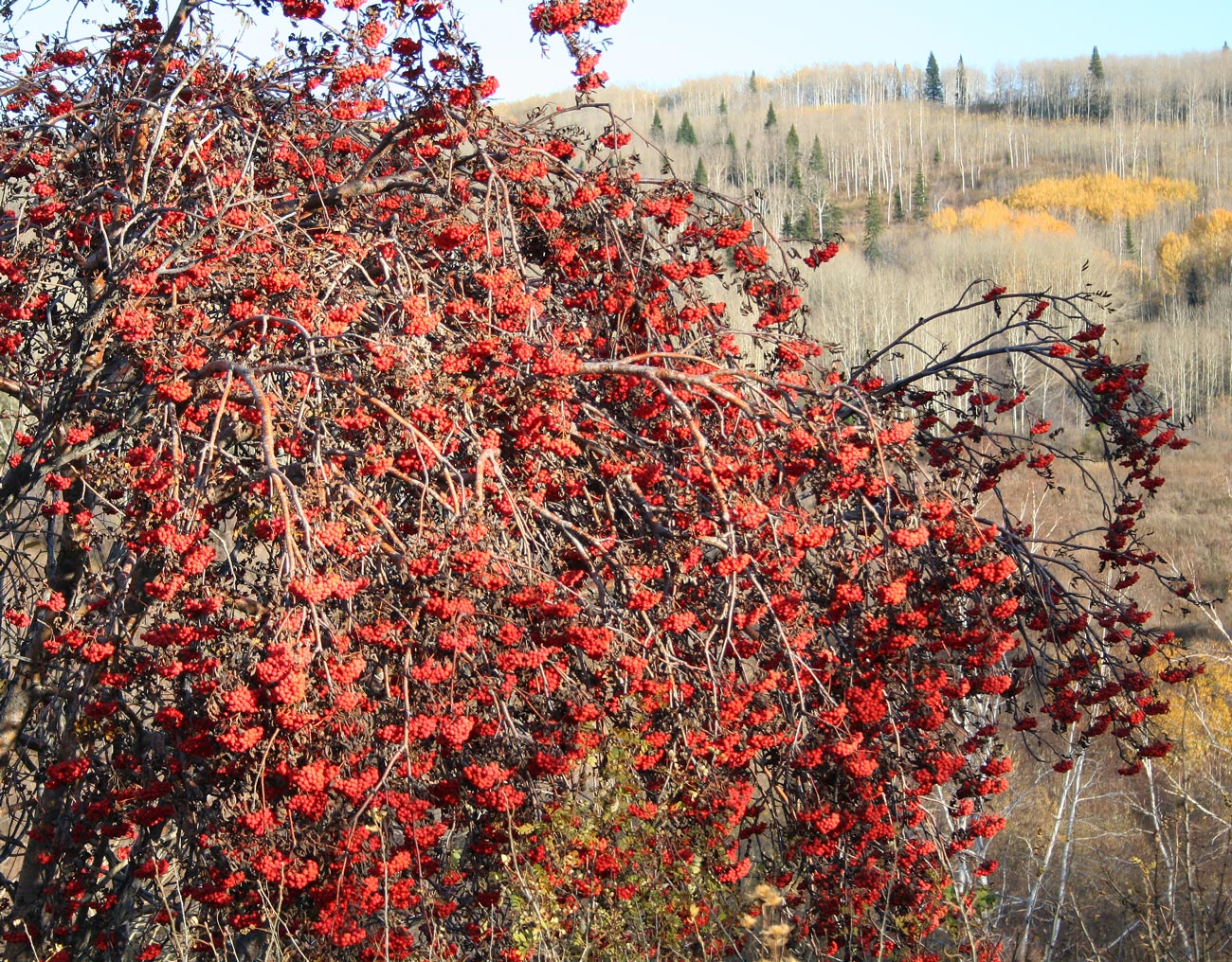 Image of Sorbus sibirica specimen.