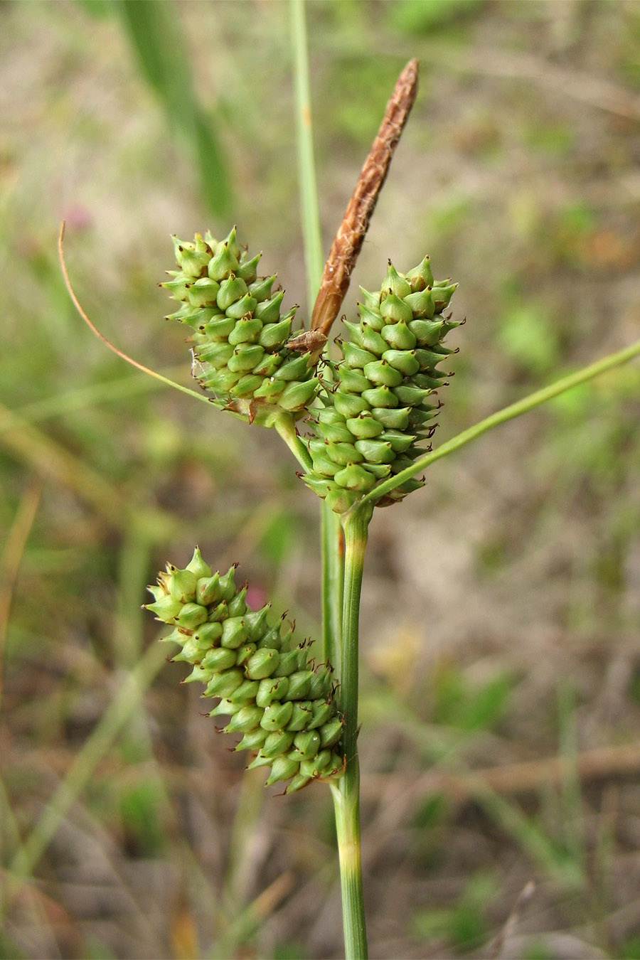 Изображение особи Carex extensa.
