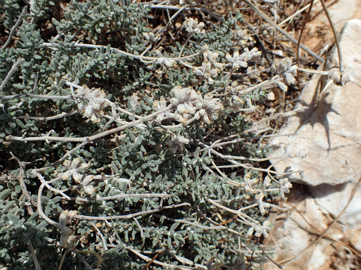 Изображение особи Teucrium capitatum.