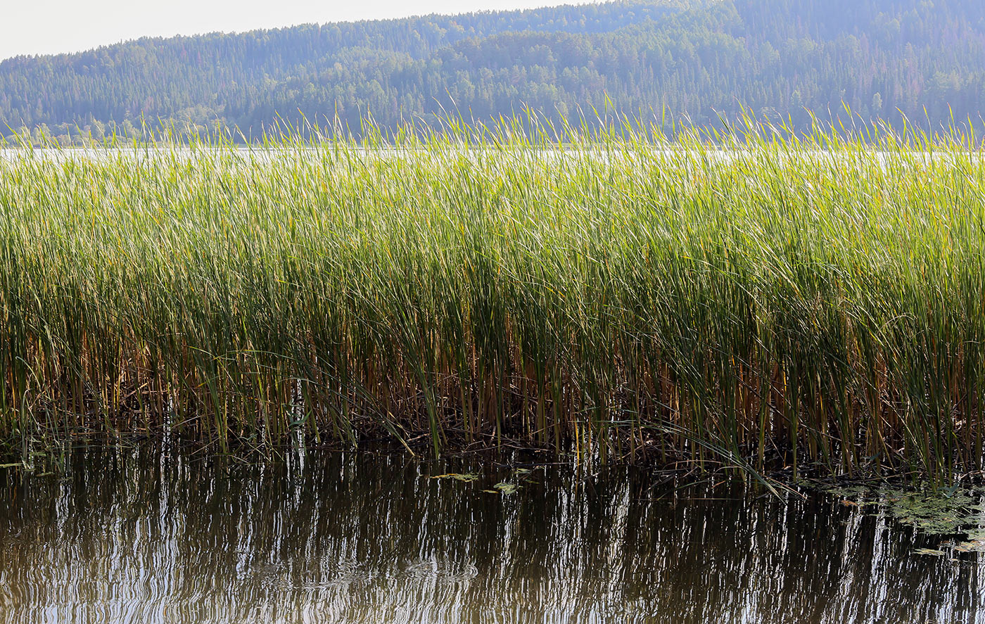 Изображение особи Typha angustifolia.