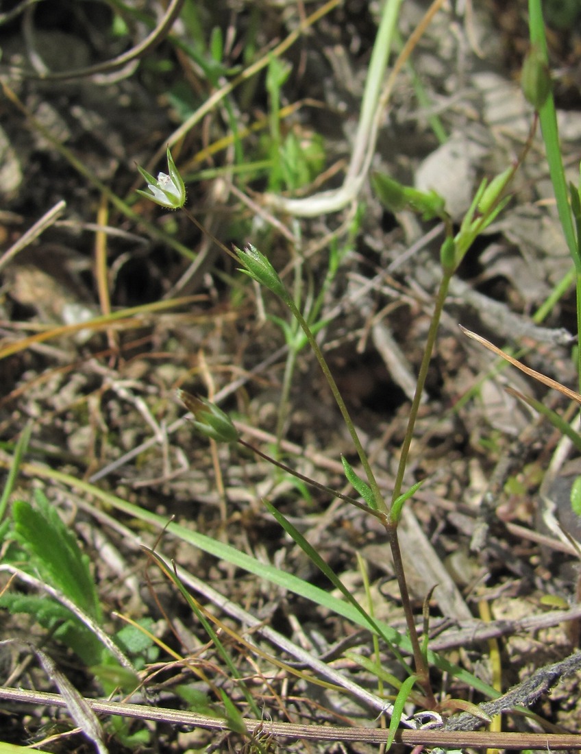 Image of Minuartia pseudohybrida specimen.