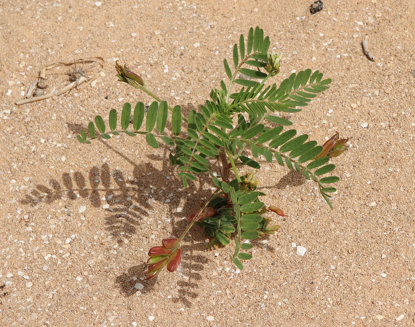 Image of Astragalus boeticus specimen.