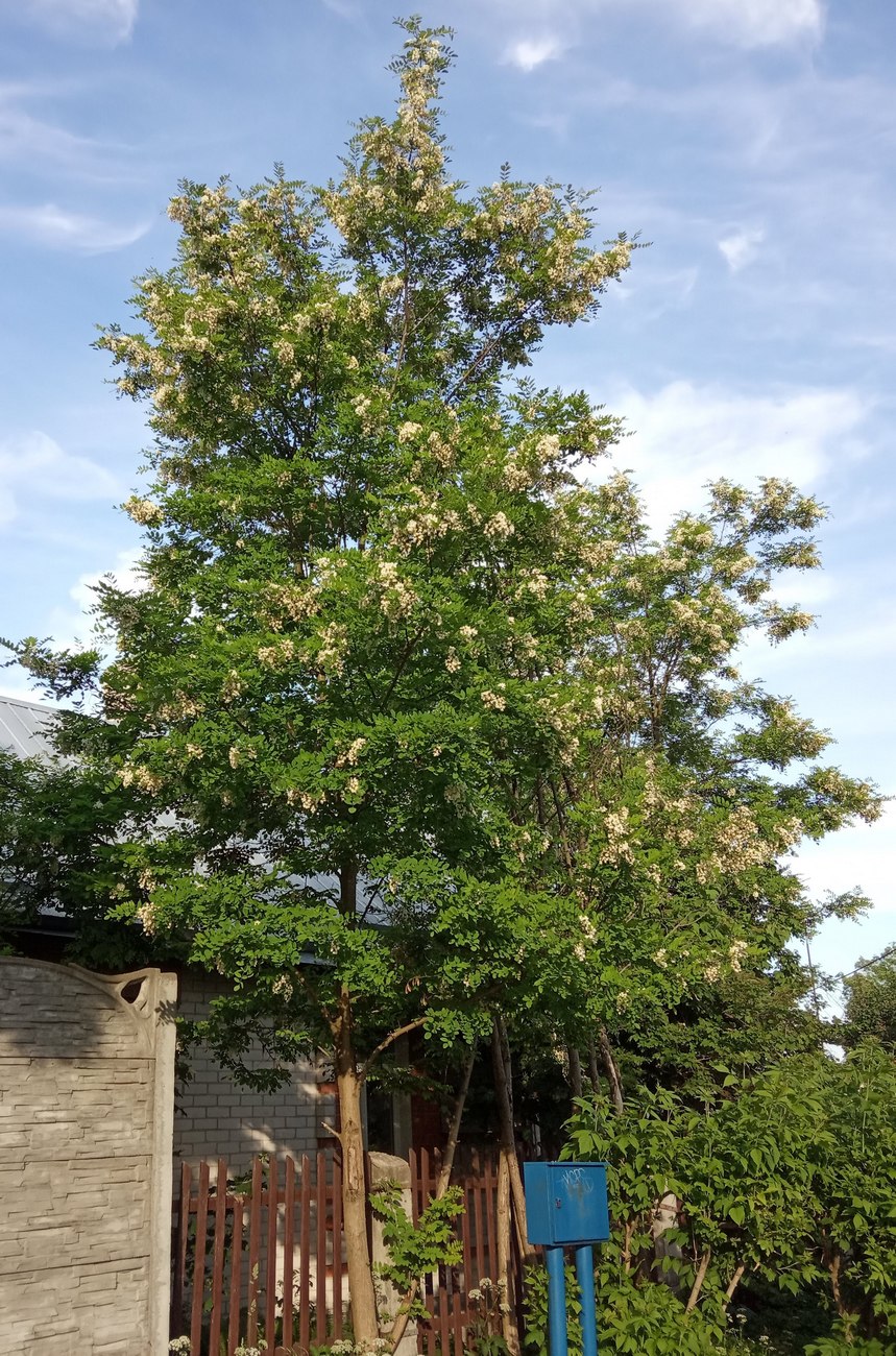 Изображение особи Robinia pseudoacacia.