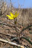 Tulipa scythica