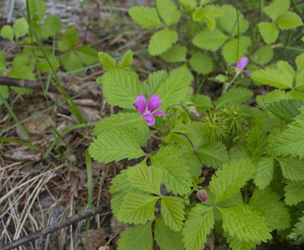 Image of Rubus arcticus specimen.