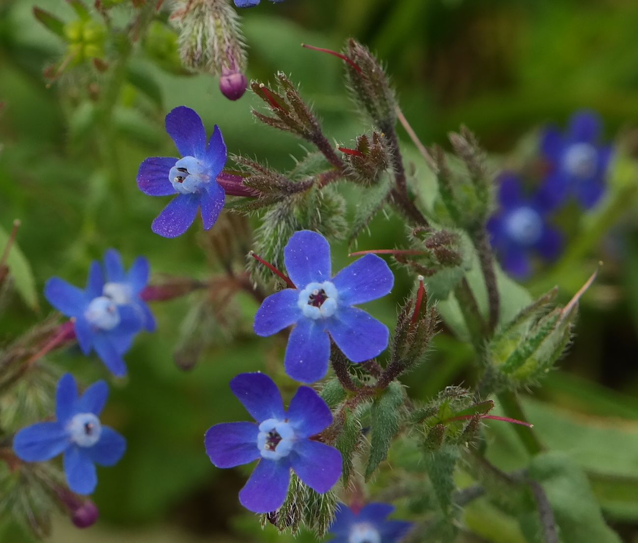 Изображение особи Anchusa stylosa.