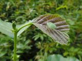 Alnus glutinosa