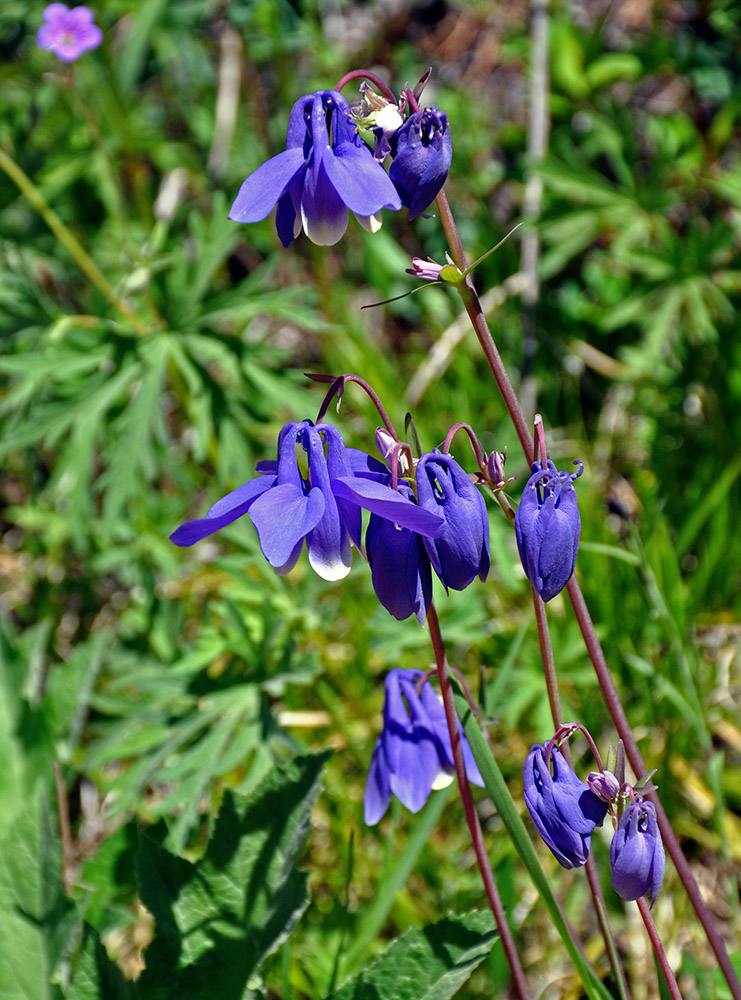 Image of Aquilegia sibirica specimen.