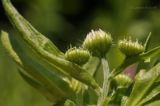 Erigeron annuus. Верхушка побега с распускающимися соцветиями. Приморский край, Шкотовский р-н, пос. Подъяпольск, склон, поросший кустарником и переходящий в овраг. 07.07.2019.