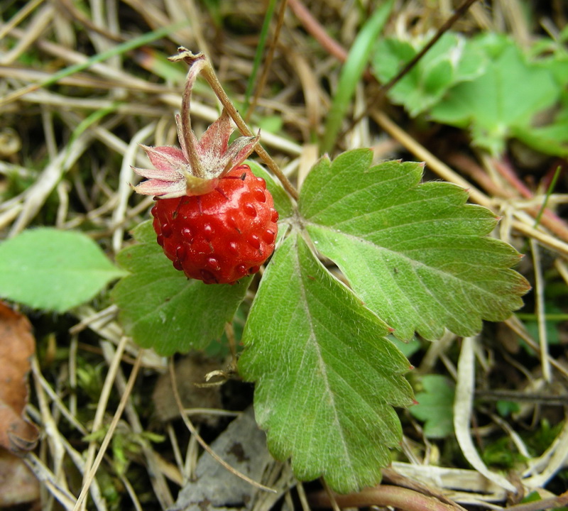 Image of Fragaria vesca specimen.