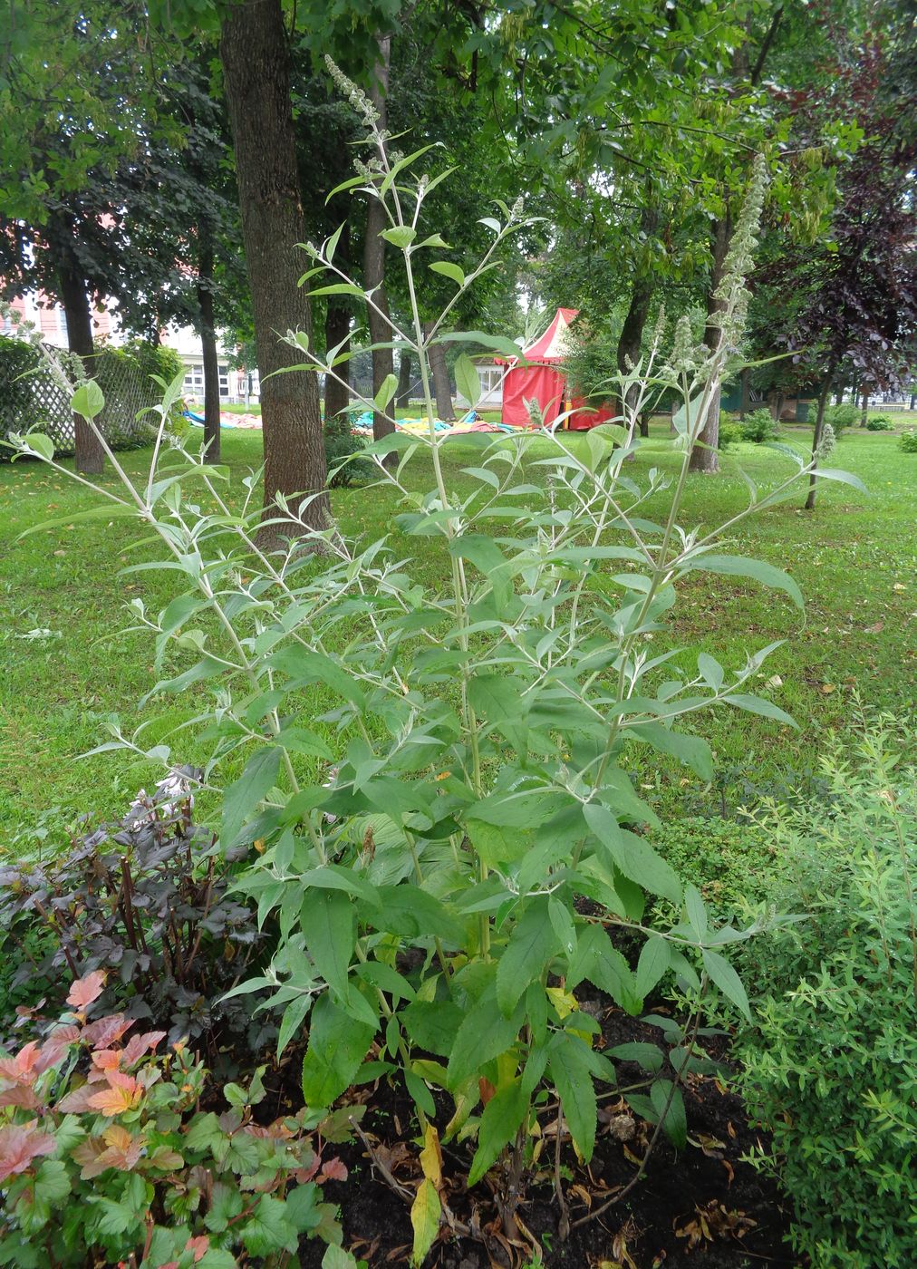 Image of Buddleja davidii specimen.