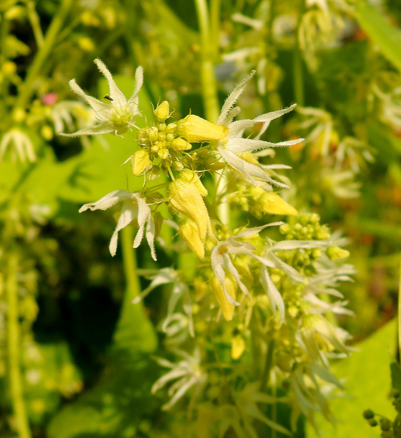 Изображение особи Echinocystis lobata.